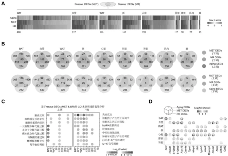 Unveiling NR: How It Quietly Reverses Organ Aging