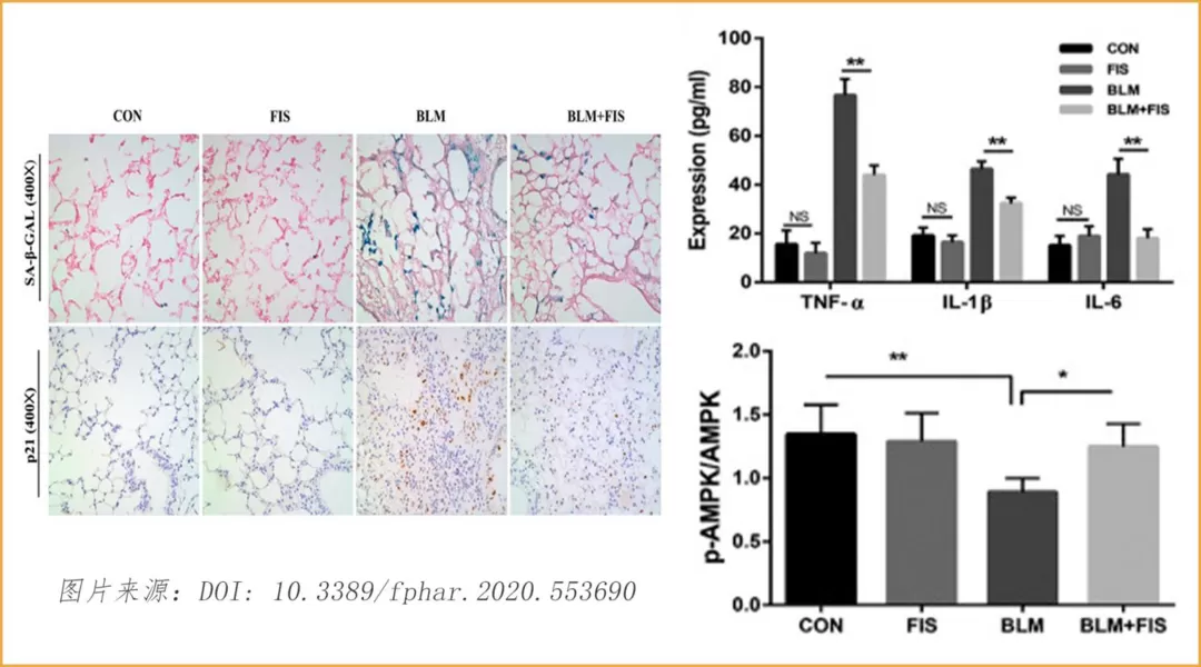 Физетин: восходящая звезда в области анти-старения