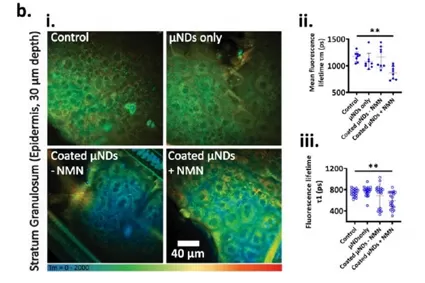 NMN: Скорость абсорбции кожи достигает 86,3% за 24 часа