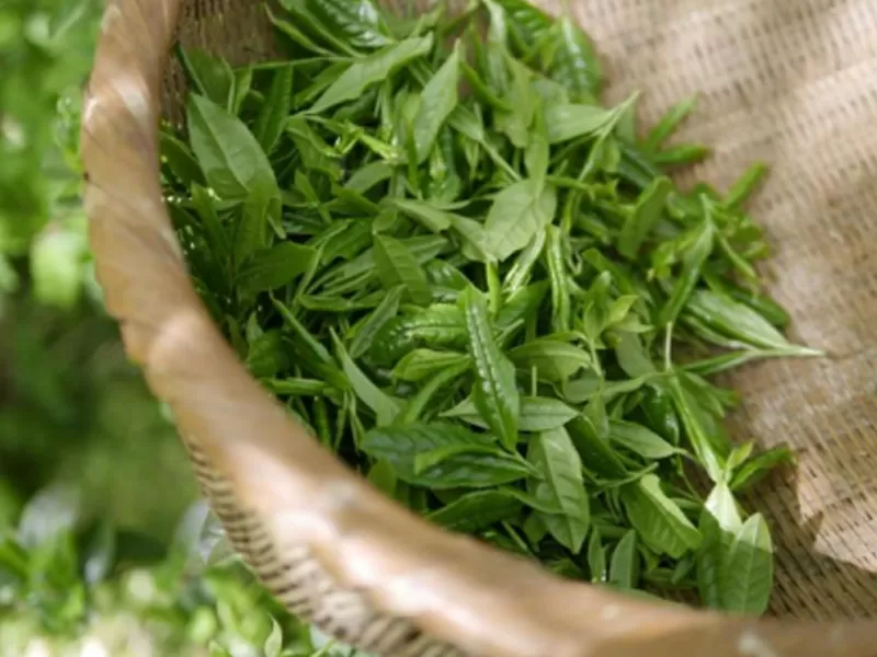 Ниацинамид и полифенолы зеленого чая: синергетические антивозрастные научные механизмы и многочисленные преимущества