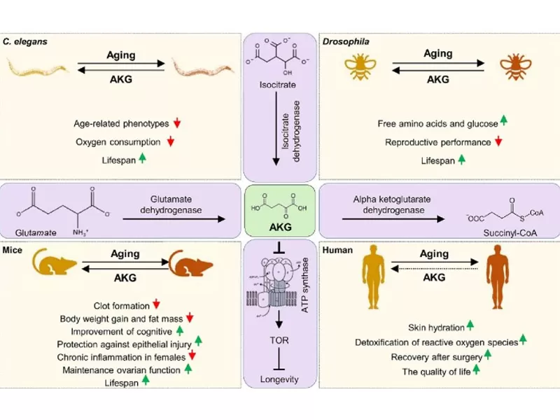 Новая эра анти-старения: Противник расшифровки времени (часть 1)