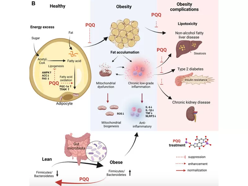 Anti-Aging в новой эре: декодирование время противник (часть 2 PQQ)