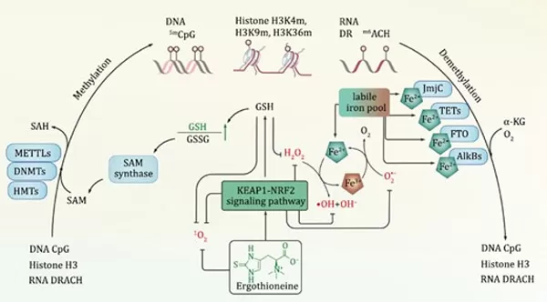 Ergothioneine influences epigenetic methylation and demethylation processes. Ergothioneine influences epigenetic methylation and demethylation processes.