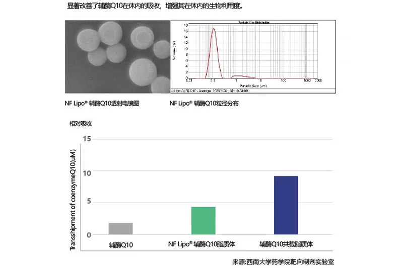 Co-loaded Liposome Technology: Tackling CoQ10’s Absorption Challenges and Boosting Bioavailability