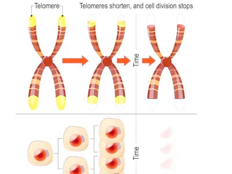 Telomeres: From Countdown to Clock Reversal Telomeres: From Countdown to Clock Reversal