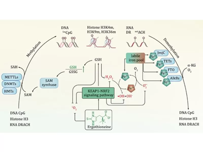 Новая эра анти-старения: расшифровка противника времени (III. Эрготионеин)
